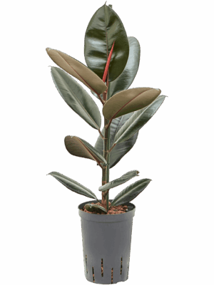 Ficus elastica 'Abidjan''