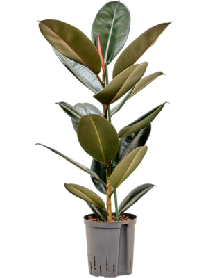 Ficus elastica 'Abidjan''