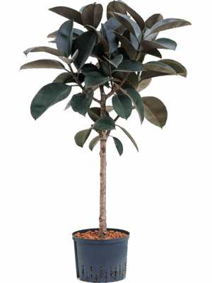 Ficus elastica 'Abidjan'