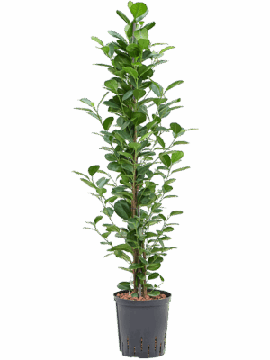 Ficus microcarpa 'Moclame'