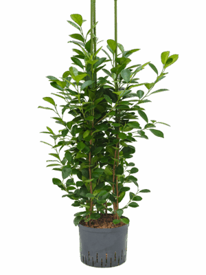 Ficus microcarpa 'Moclame'