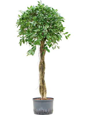 Ficus microcarpa ‘Nitida’