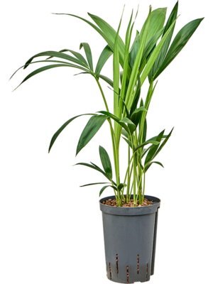 Kentia (Howea) forsteriana