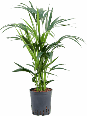 Kentia (Howea) forsteriana