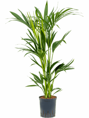 Kentia (Howea) forsteriana