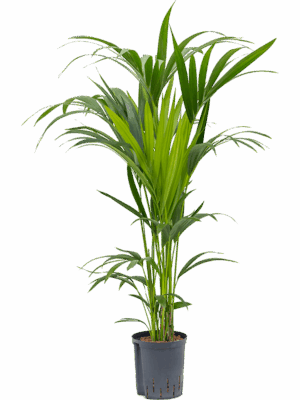 Kentia (Howea) forsteriana