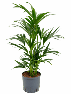 Kentia (Howea) forsteriana
