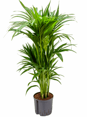 Kentia (Howea) forsteriana