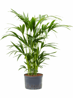 Kentia (Howea) forsteriana