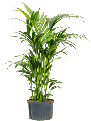 Kentia (Howea) forsteriana