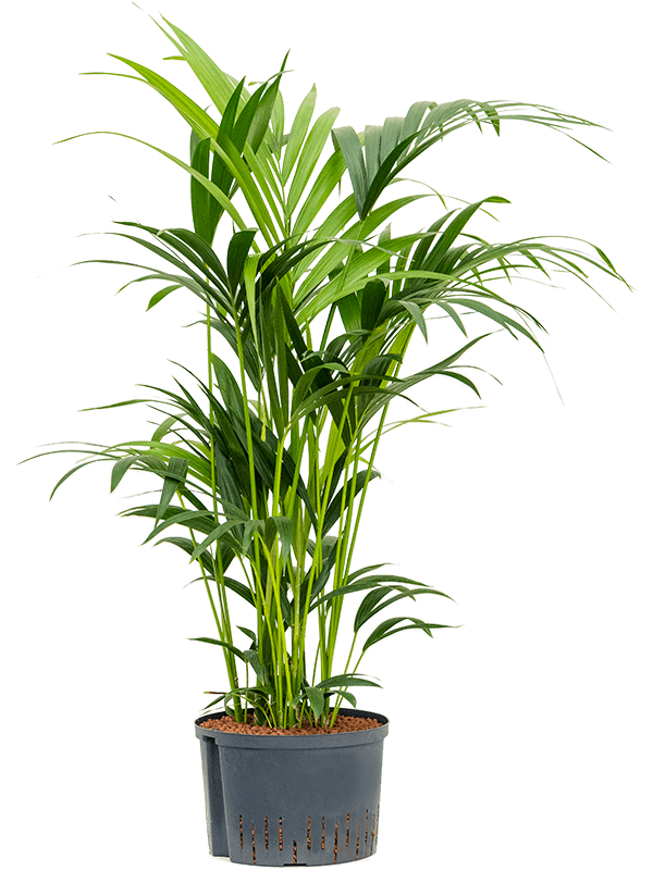 Kentia (Howea) forsteriana