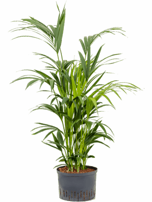 Kentia (Howea) forsteriana