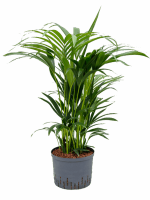 Kentia (Howea) forsteriana