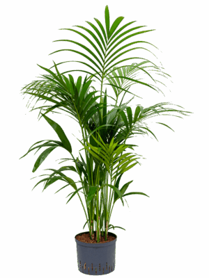 Kentia (Howea) forsteriana