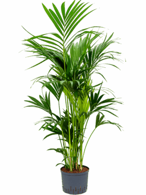 Kentia (Howea) forsteriana