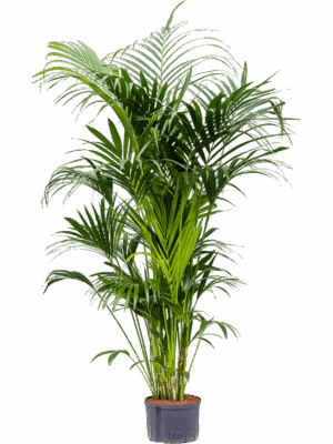 Kentia (Howea) forsteriana