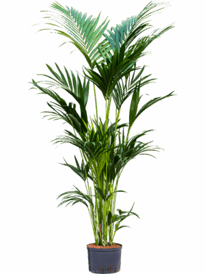 Kentia (Howea) forsteriana