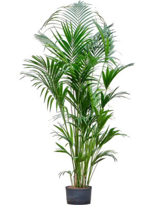 Kentia (howea) forsteriana