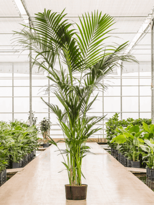 Kentia (howea) forsteriana