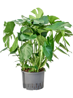 Monstera deliciosa