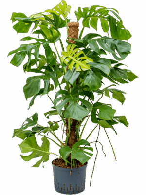 Monstera deliciosa