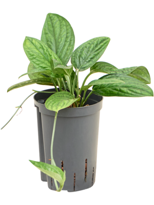 Monstera karstenianum