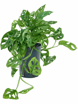 Monstera obliqua