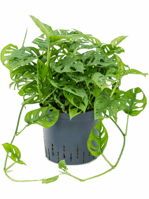 Monstera obliqua