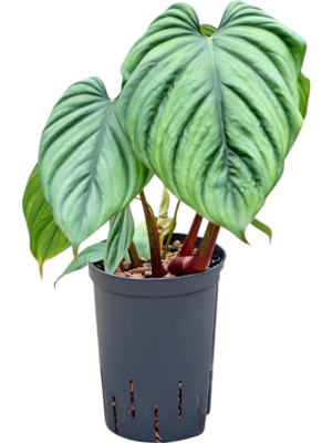 Philodendron 'Colombia'