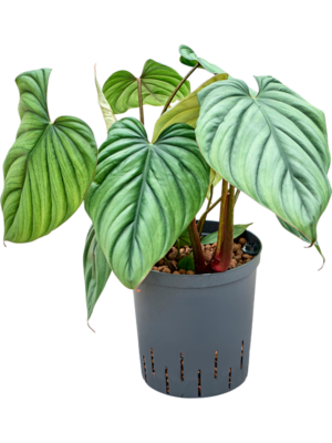 Philodendron 'Colombia'