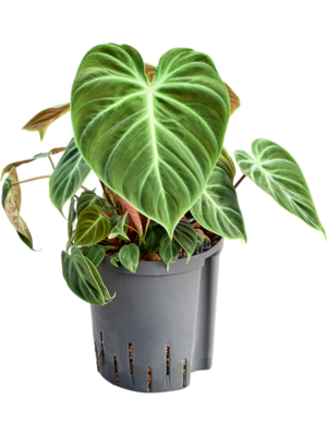Philodendron 'El Choco Red'