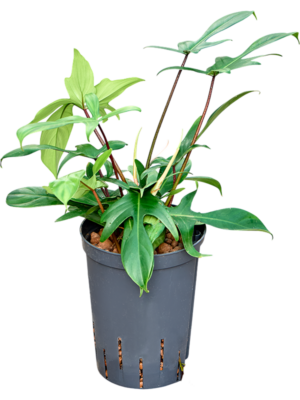 Philodendron 'Florida green'
