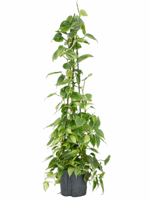 Philodendron scandens 'Brasil'