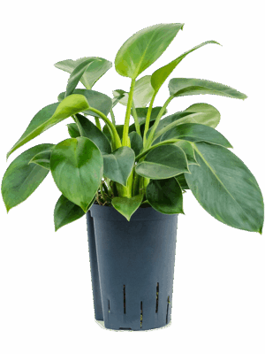 Philodendron 'Green Princess'