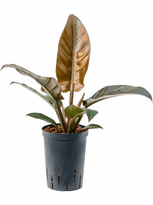 Philodendron 'Imperial Red'