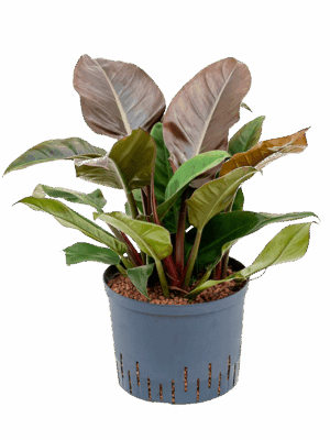 Philodendron 'Imperial Red'