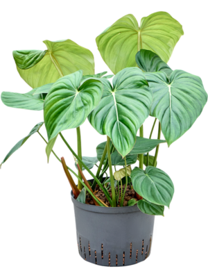 Philodendron 'Mc Dowell'