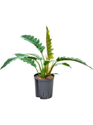 Philodendron selloum 'Narrow'