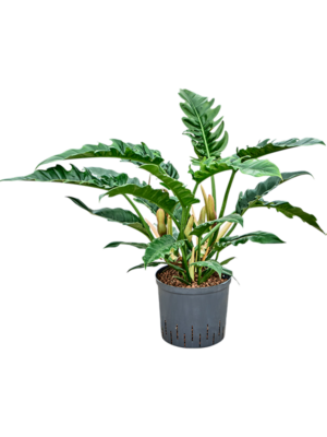 Philodendron selloum 'Narrow'