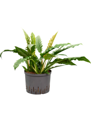 Philodendron selloum 'Narrow'