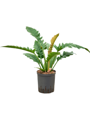 Philodendron narrow 'Ring of fire'