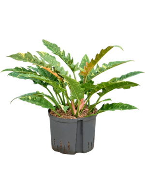 Philodendron narrow 'Ring of fire'