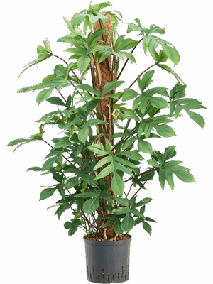 Philodendron pedatum