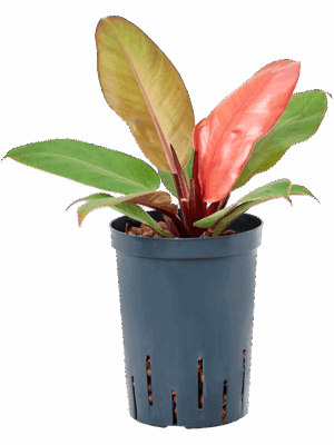 Philodendron 'Prince of Orange'