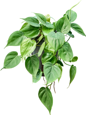 Philodendron scandens