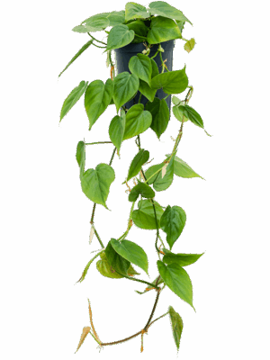 Philodendron scandens