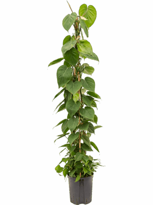 Philodendron scandens