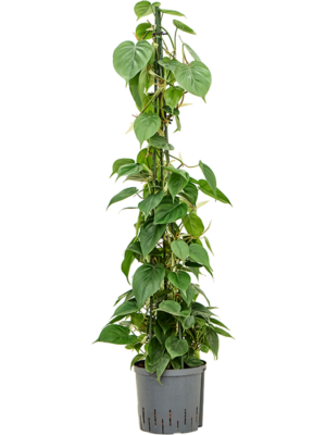 Philodendron scandens