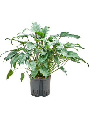 Philodendron 'Xanadu'