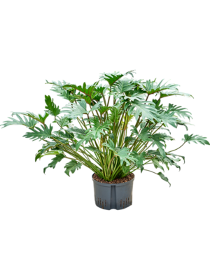 Philodendron 'Xanadu'